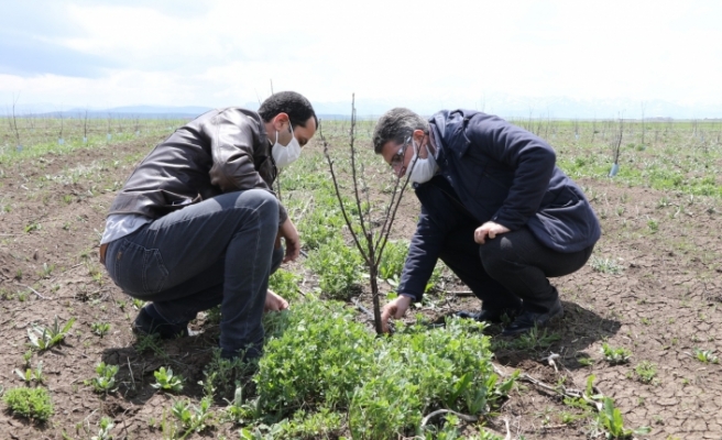 Engin: “3 yılda 6 bin dekarlık meyve bahçesi kurduk“